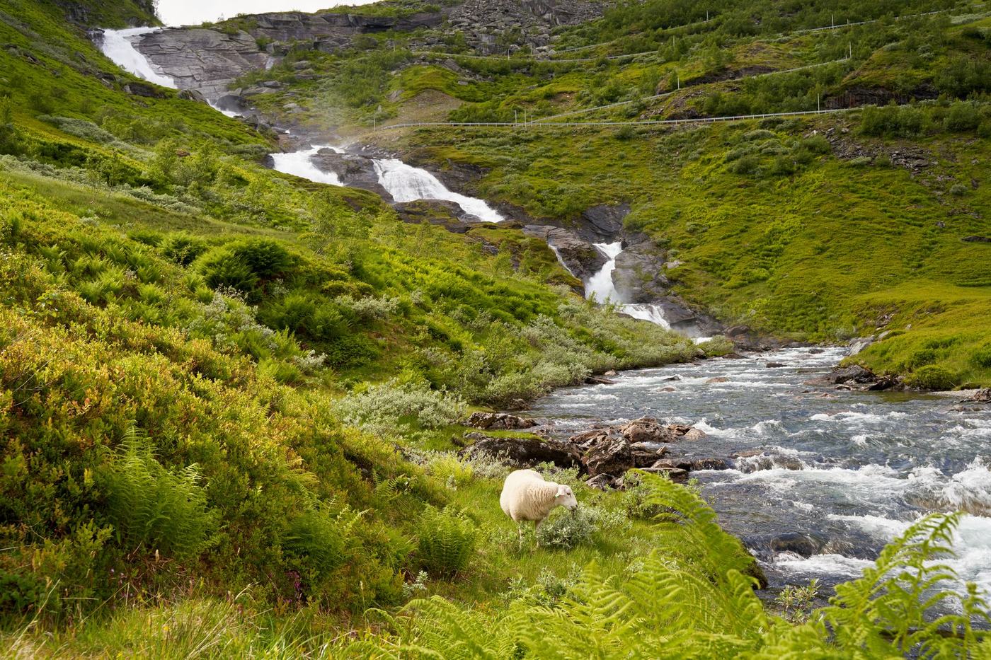Elv som renner ned en grønn fjellside